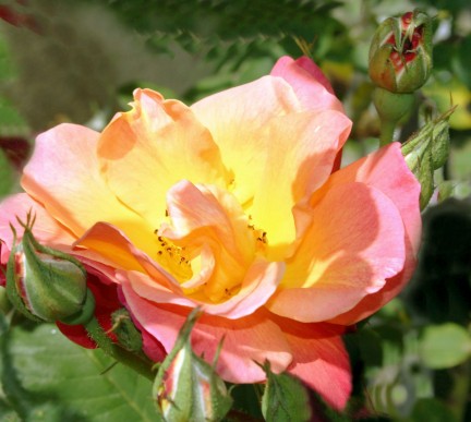 yelloworange rose