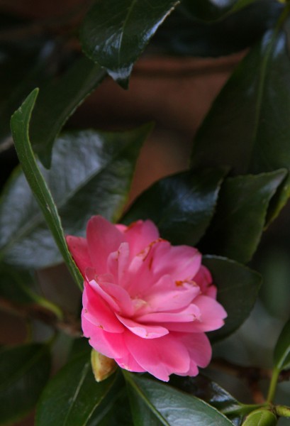 Camellia_4571