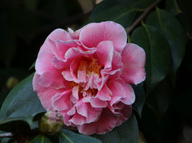 Camellia Pink0039